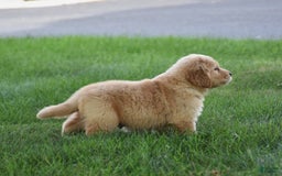 Golden Retriever dogs for sale: Golden Retriever 8 puppies - Image 11