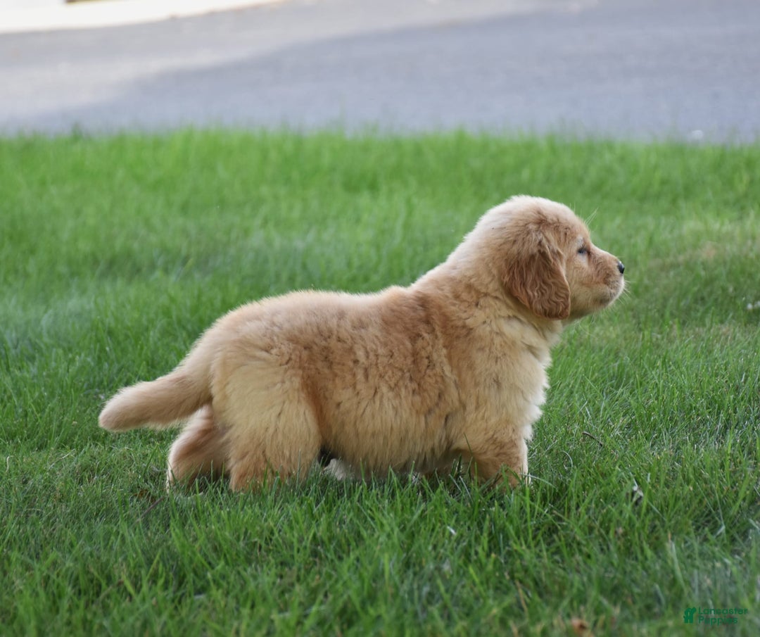 Golden Retriever dogs for sale: Golden Retriever 8 puppies - Image 11