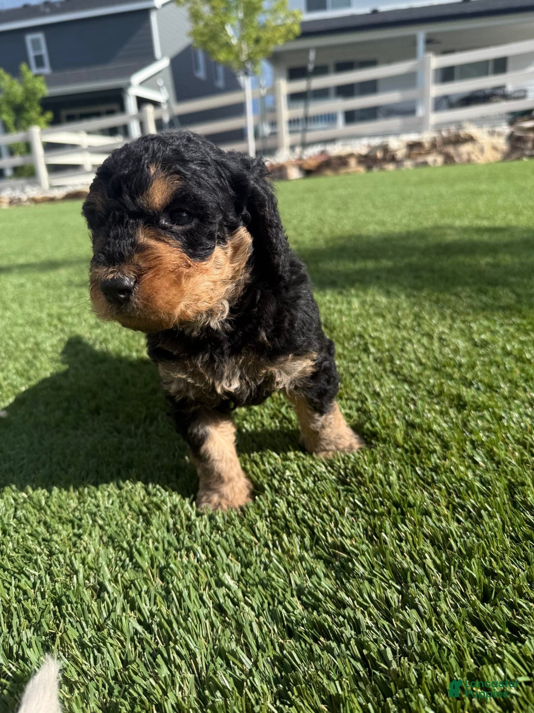 Bernedoodle dogs for sale: 10 - Image 4