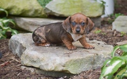 Dachshund dogs for sale: Wrenna - Image 12