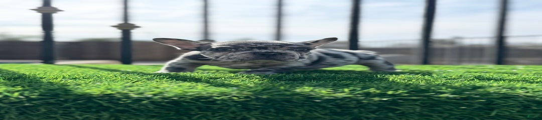 Bolo