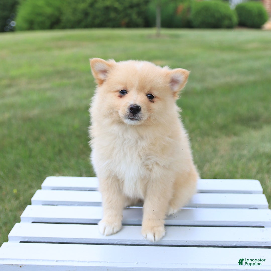 Pomeranian dogs for sale: Tucker - Image 2