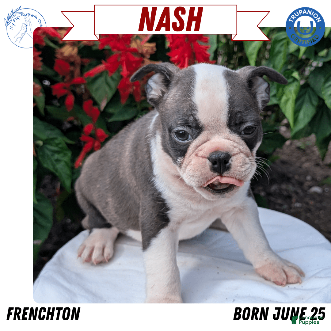 Frenchton dogs for sale: Nash - Image 9
