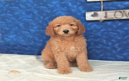 Goldendoodle dogs for sale: Lassie - Image 5