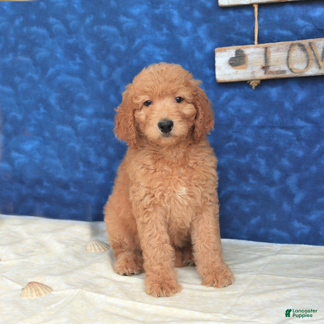 Goldendoodle dogs for sale: Lassie - Image 5
