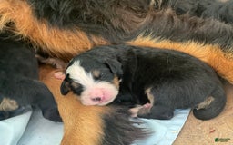 Bernese Mountain Dog dogs for sale: Elsa - Image 7