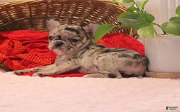 French Bulldog dogs for sale: French Bulldog 3 puppies - Image 7