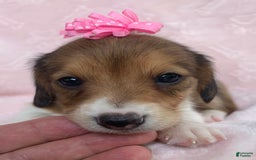 Miniature Dachshund dogs for sale: Baby Clover - Image 7