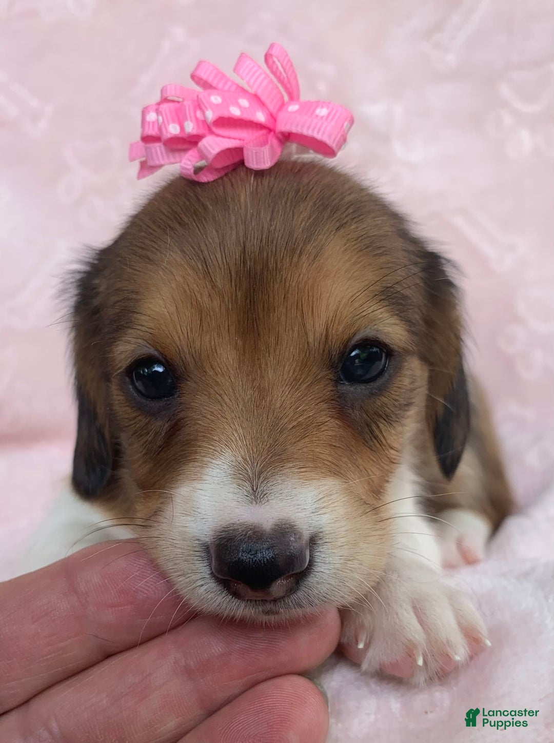 Miniature Dachshund dogs for sale: Baby Clover - Image 7