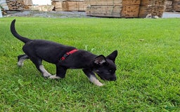 German Shepherd dogs for sale: German Shepherd 8 puppies - Image 15
