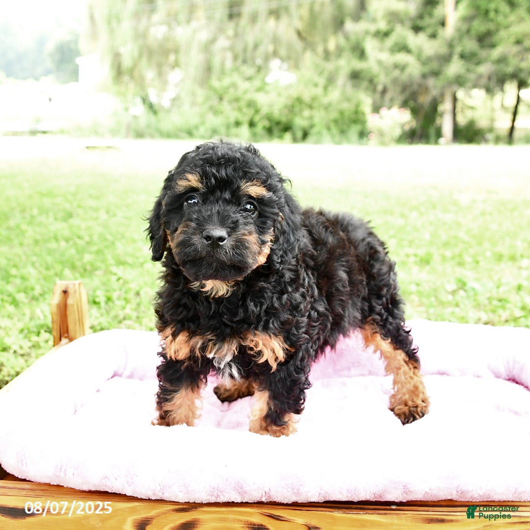 Miniature Poodle dogs for sale: Emma - Image 2