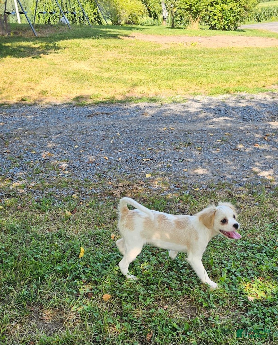 Forever dogs for sale: Quick Deer - Image 10