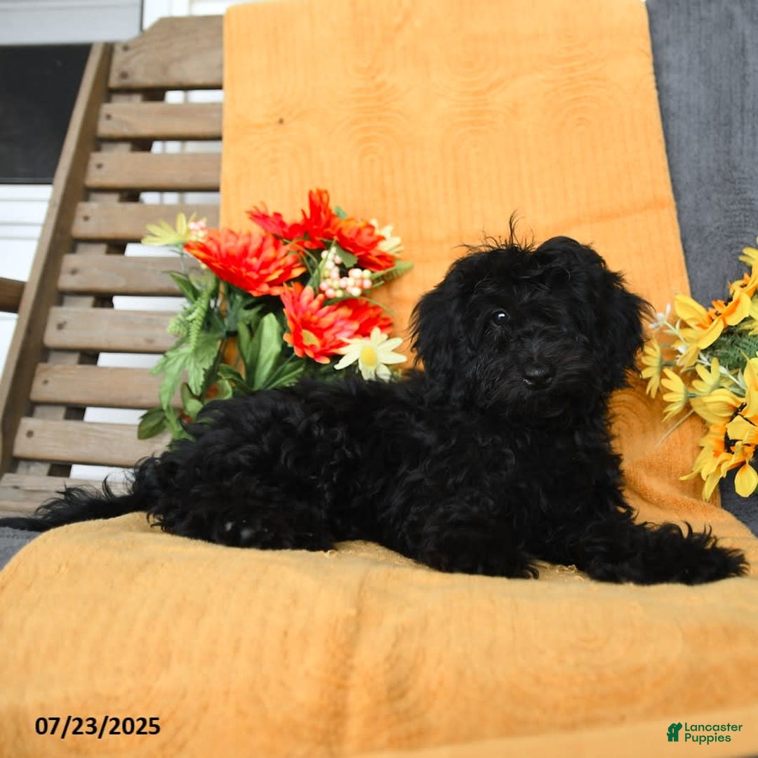 Miniature Poodle dogs for sale: Opal - Image 11