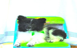 Pomeranian dogs for sale: Cody - Image 10