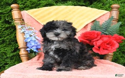 Miniature Poodle dogs for sale: Oakley - Image 3