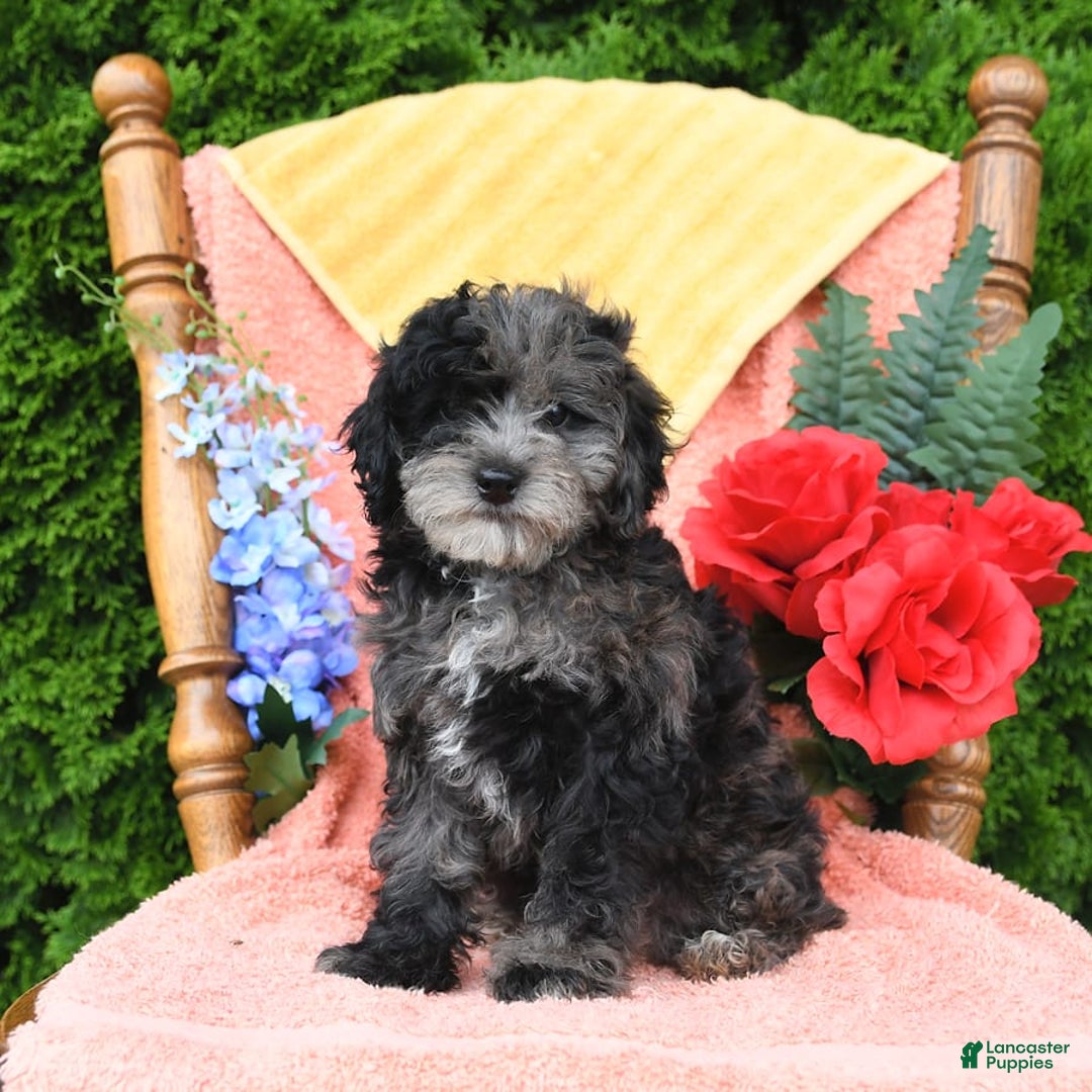 Miniature Poodle dogs for sale: Oakley - Image 3