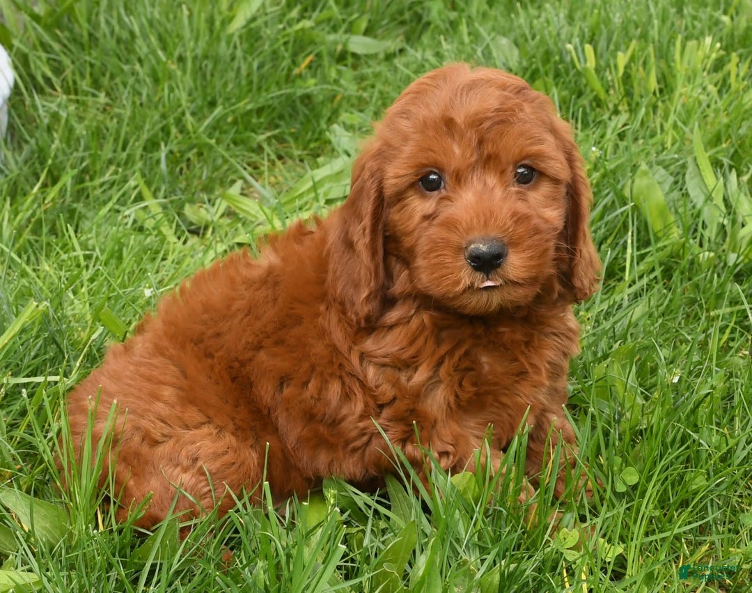 Mini Goldendoodle dogs for sale: Nicki - Image 6