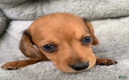 Miniature Dachshund dogs for sale: Baby Charlie - Image 10