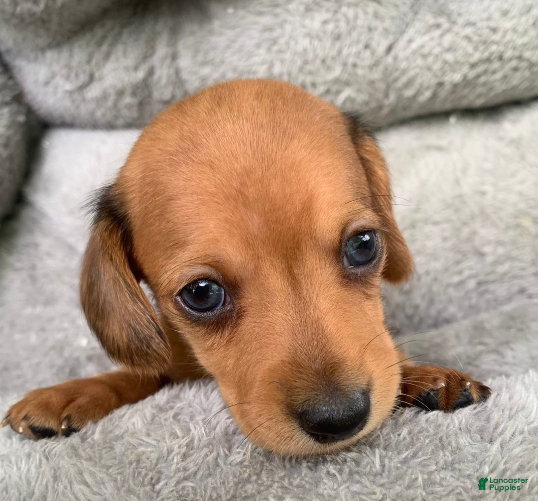 Miniature Dachshund dogs for sale: Baby Charlie - Image 10