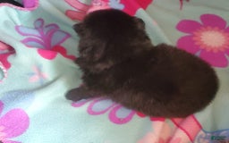 Pomeranian dogs for sale: Butterball - Image 2