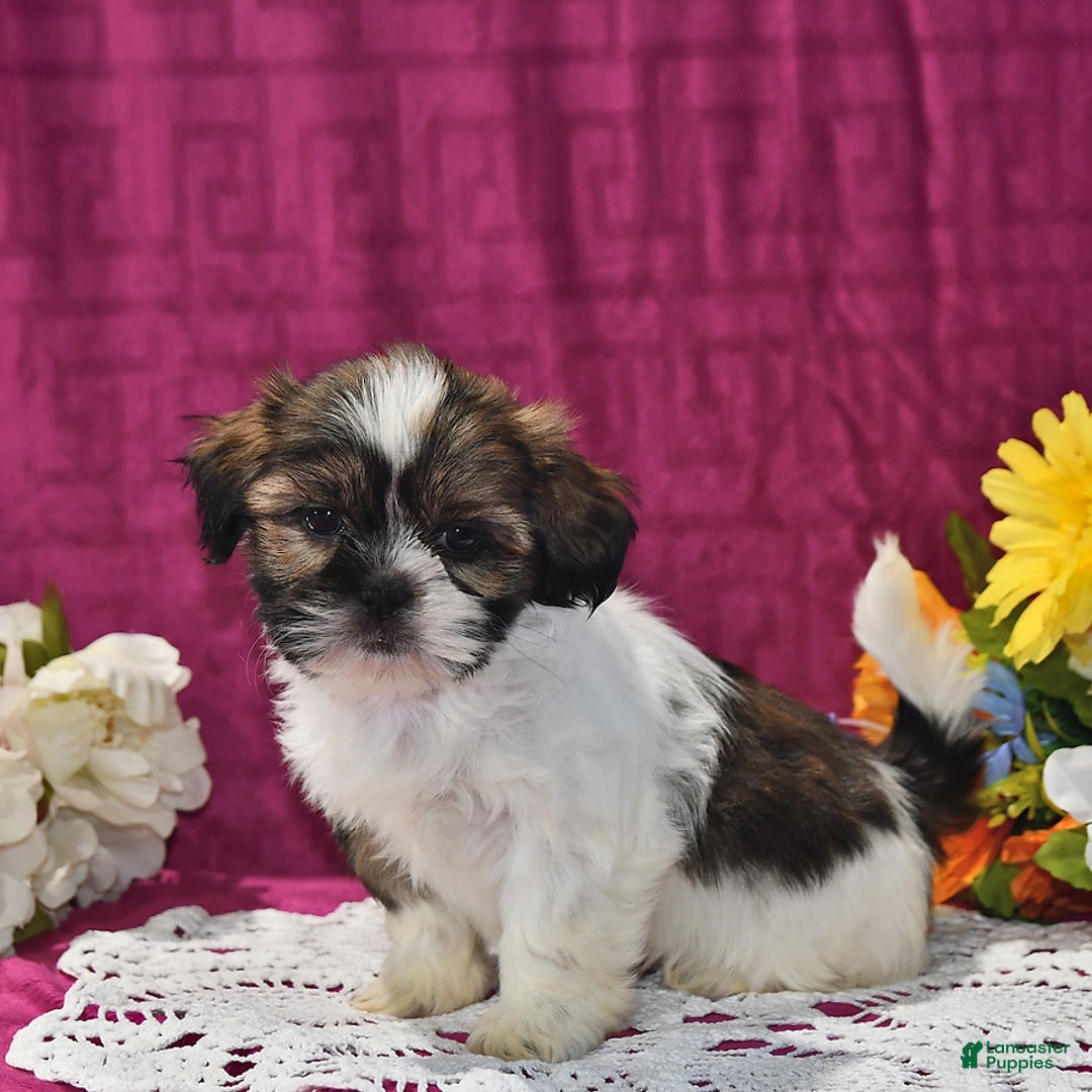 Shih Tzu dogs for sale: Dallas - Image 2