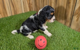 Cavalier King Charles Spaniel dogs for sale: Stardust Girl 1 - Image 5