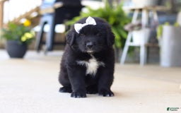 Newfoundland dogs for sale: Sasha - Image 5