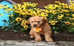 Mini Goldendoodle dogs for sale: Little Red - Image 3
