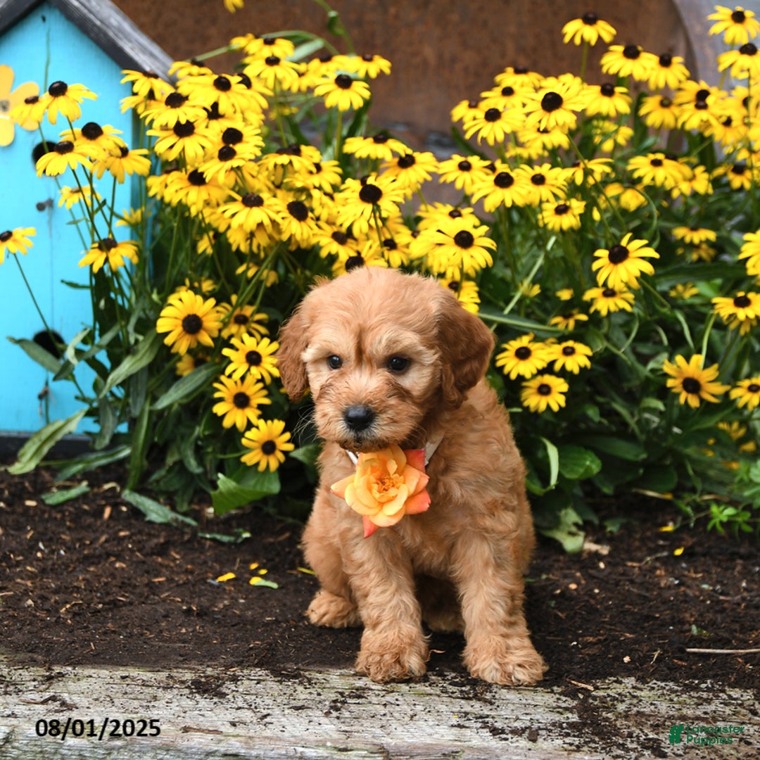 Mini Goldendoodle dogs for sale: Little Red - Image 3