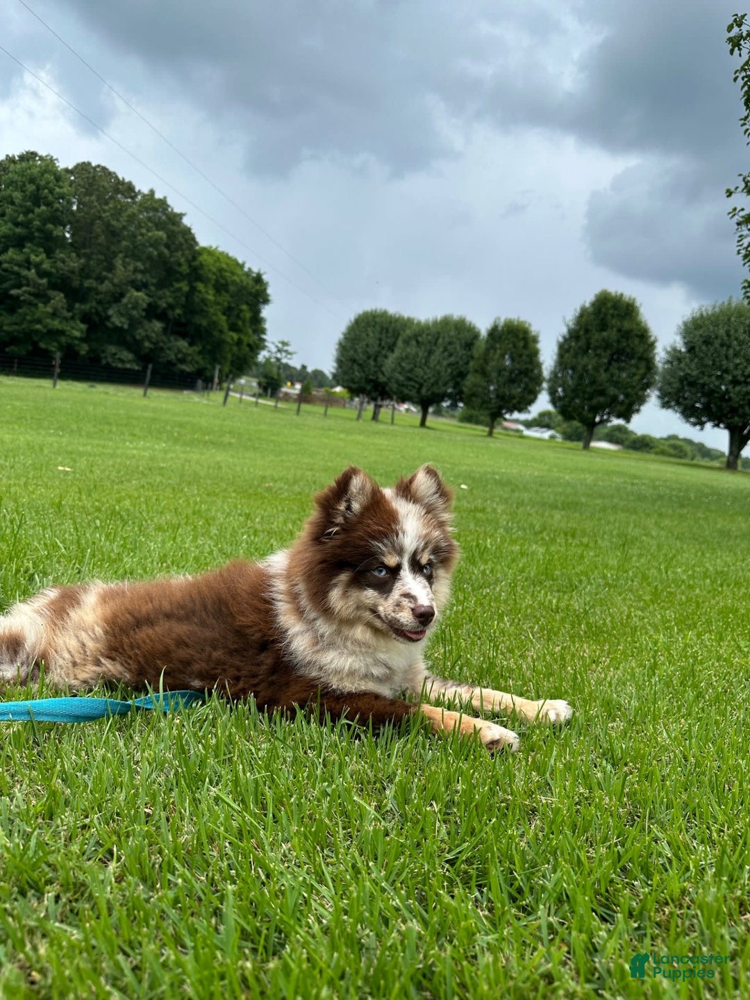 Pomsky dogs for sale: Marley - Image 1