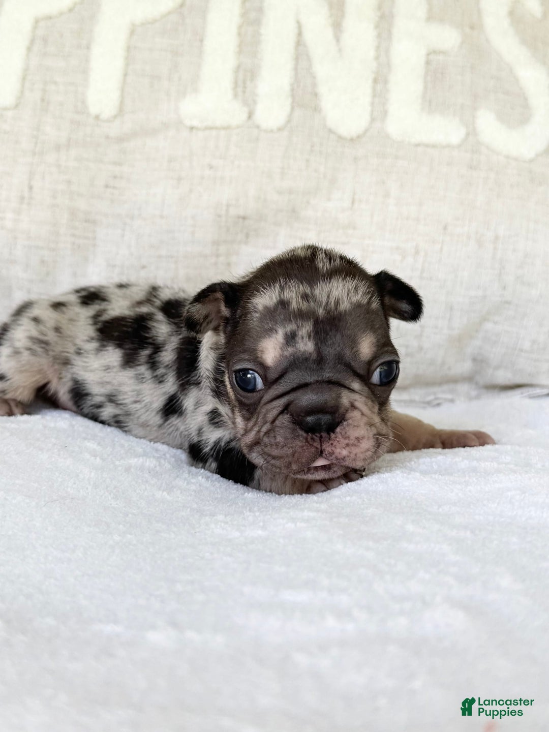 French Bulldog dogs for sale: Chance - Image 9