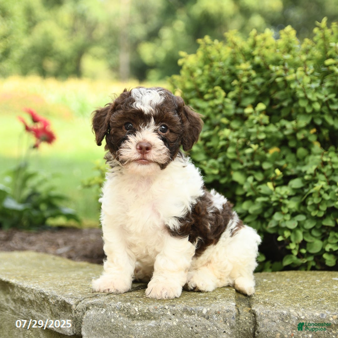Havapoo dogs for sale: Layton - Image 3