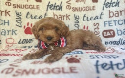 Cavapoo dogs for sale: Trooper - Image 8