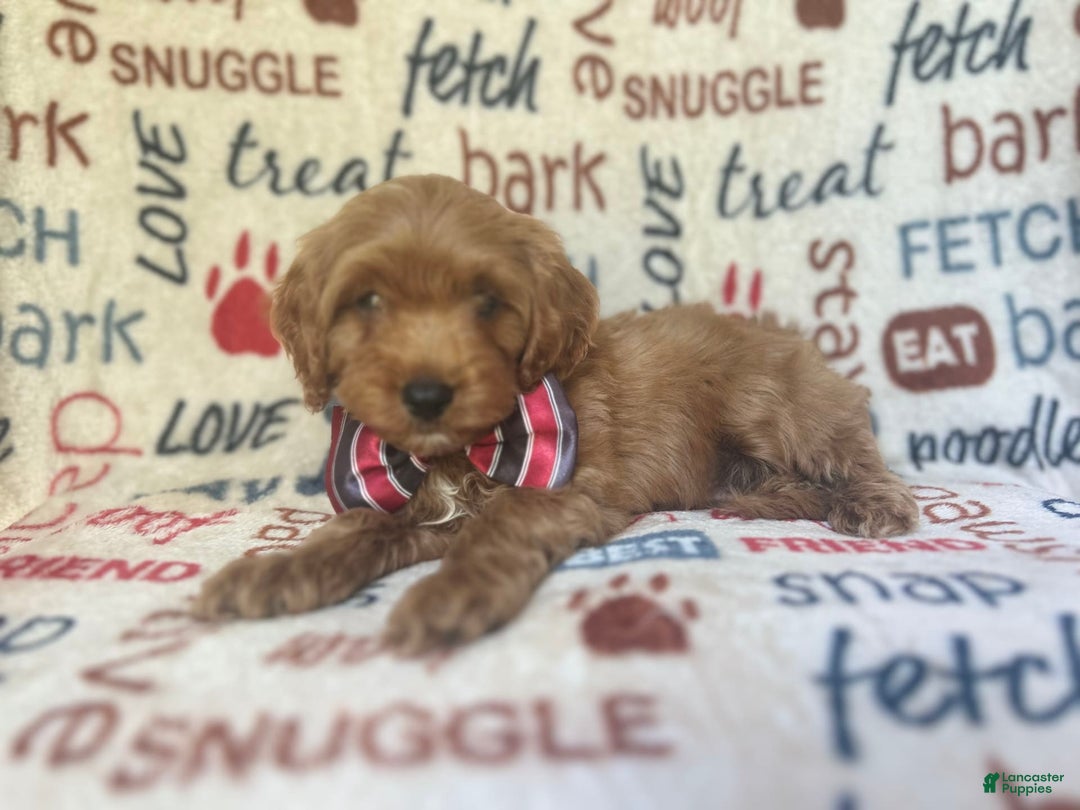 Cavapoo dogs for sale: Trooper - Image 8