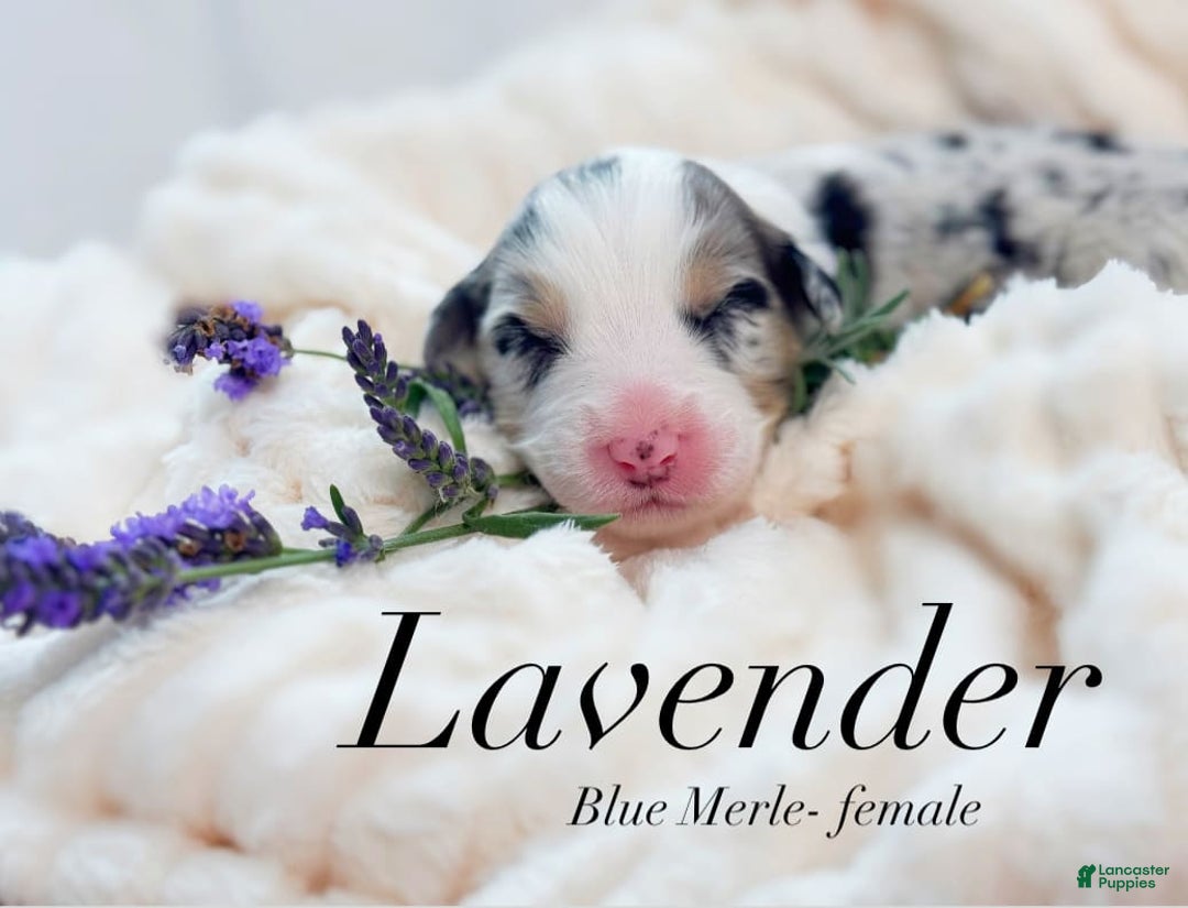 Australian Shepherd dogs for sale: Lavender - Image 2