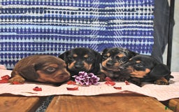 Miniature Dachshund dogs for sale: Twinkle - Image 1