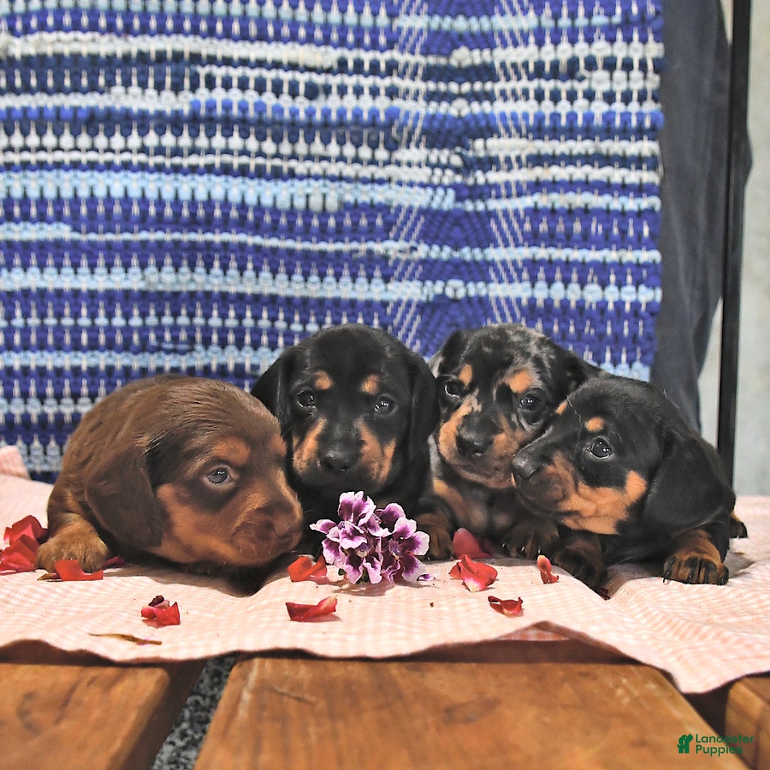 Miniature Dachshund dogs for sale: Twinkle - Image 1