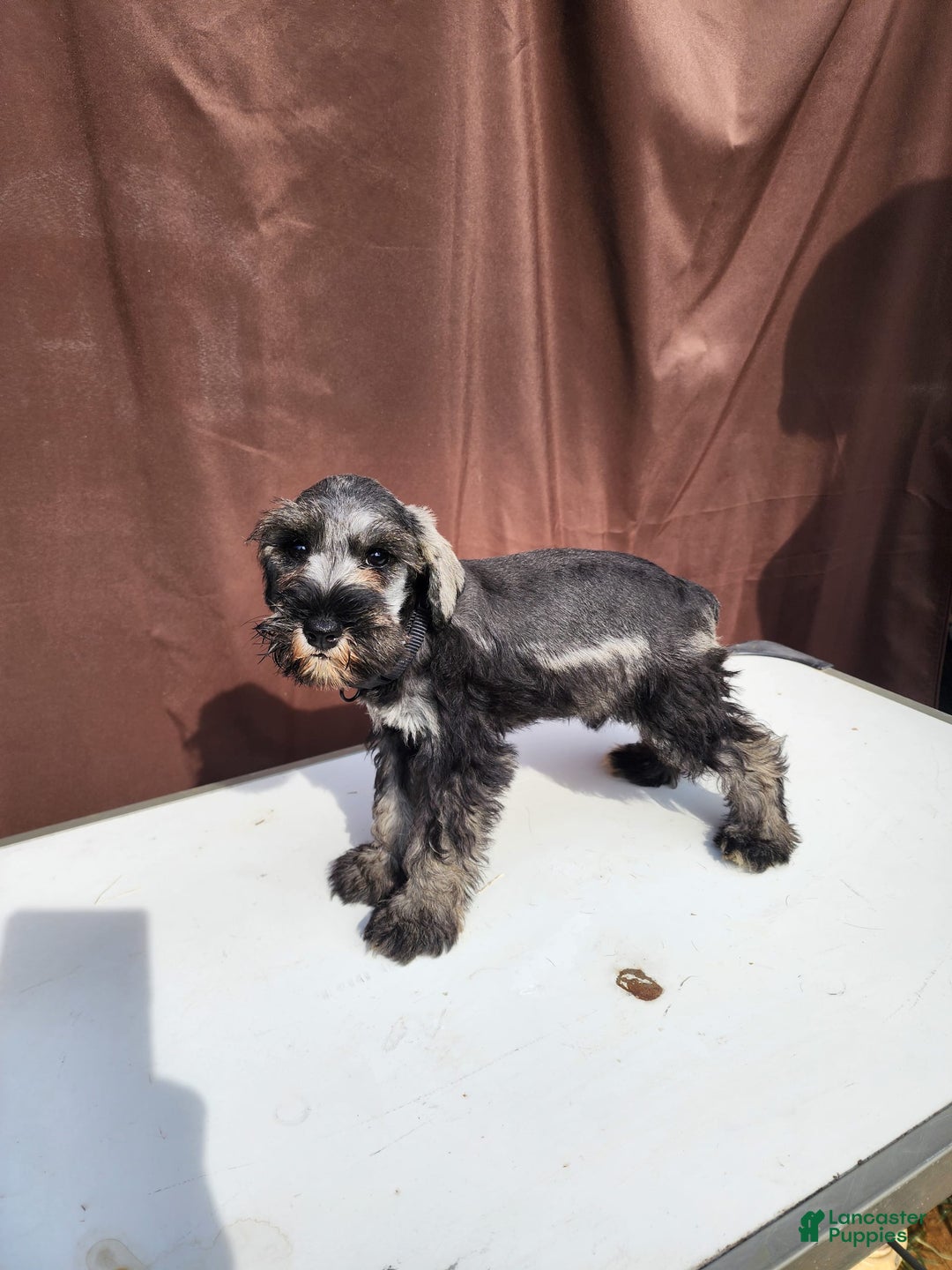 Miniature Schnauzer dogs for sale: Junior - Image 7