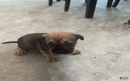 South African Boerboels dogs for sale: Luna - Image 1