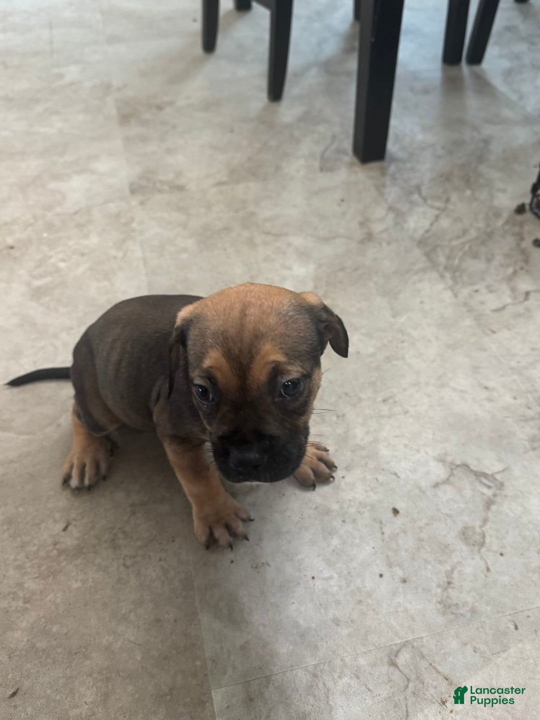 South African Boerboels dogs for sale: Luna - Image 1