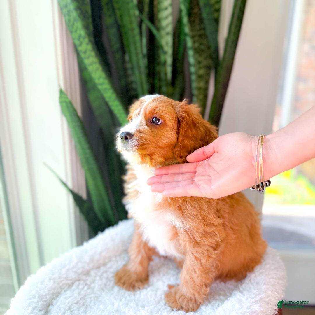 Cavapoo dogs for sale: Yukon - Image 9
