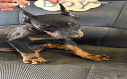Doberman Pinscher dogs for sale: ATLAS - Image 1