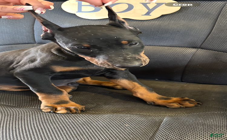 Doberman Pinscher dogs for sale - Ad 4