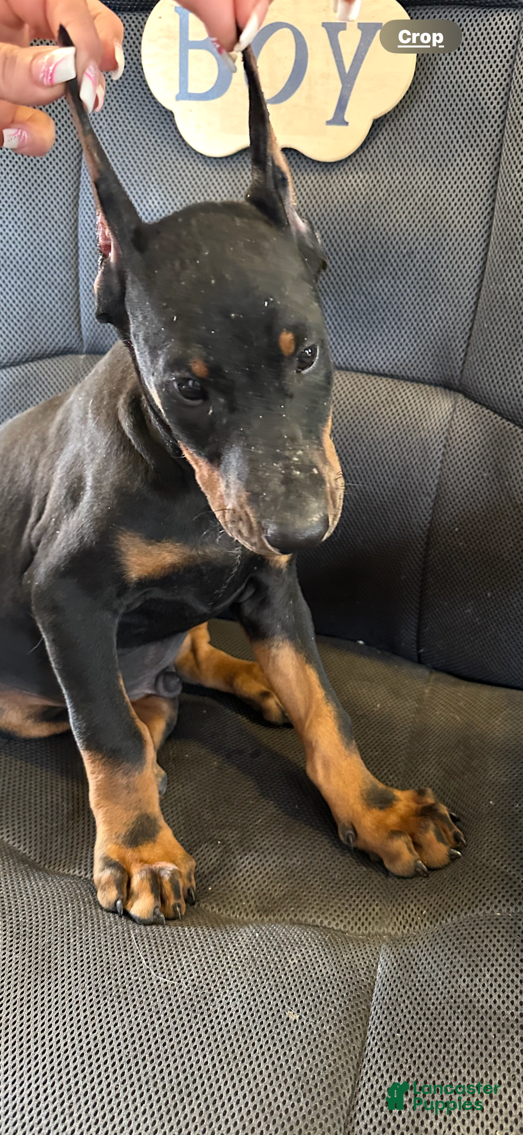 Doberman Pinscher dogs for sale: ATLAS - Image 1