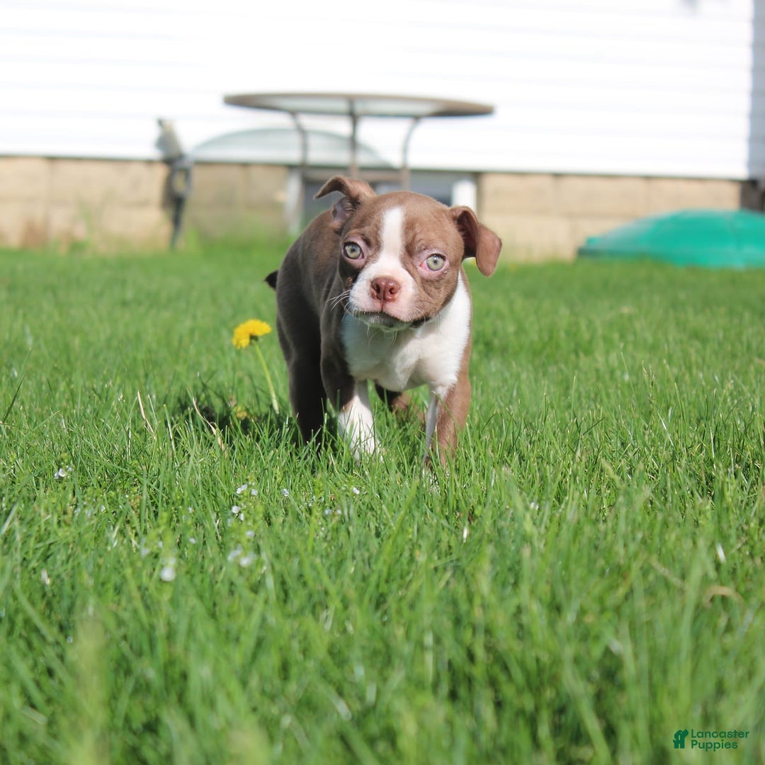 Boston Terrier dogs for sale: Sugar - Image 10