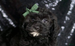 Cavapoo dogs for sale: Riddle - Image 6