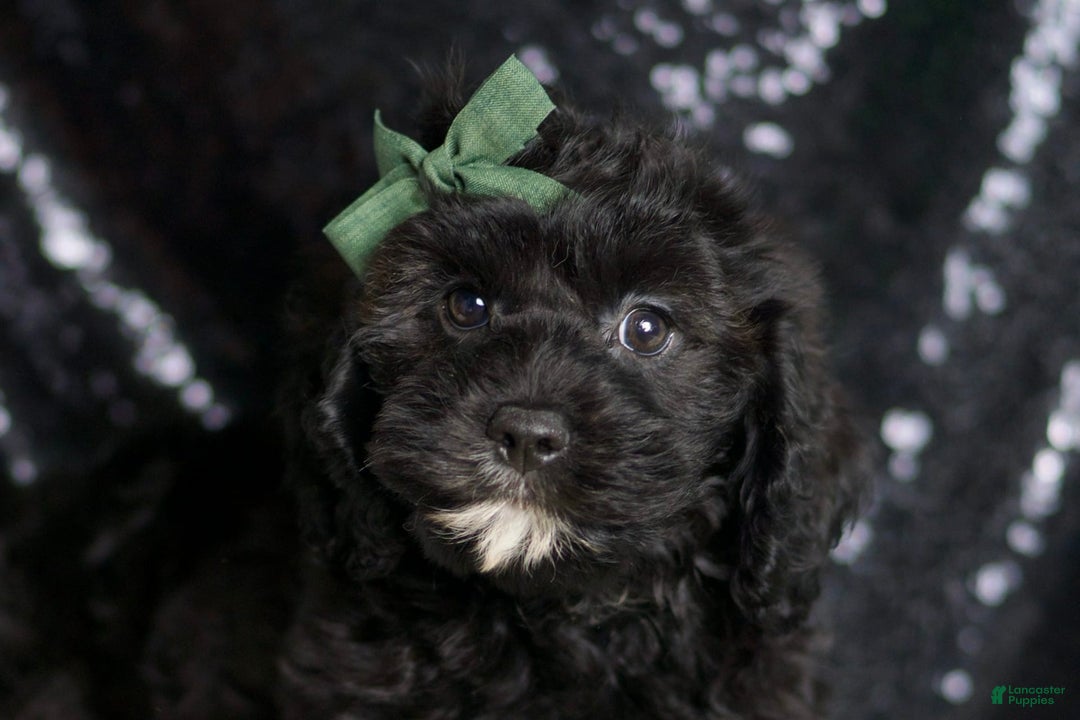 Cavapoo dogs for sale: Riddle - Image 6