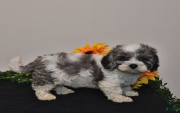 Cavapoo dogs for sale: Joey - Image 4