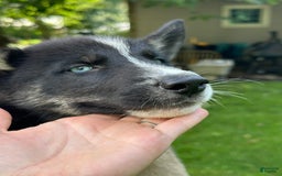 Gerberian Shepsky dogs for sale: Princess - Image 2