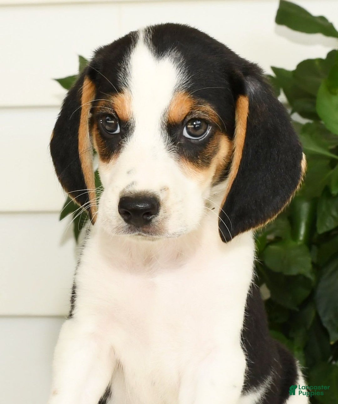 Beagle dogs for sale: Parker - Image 9